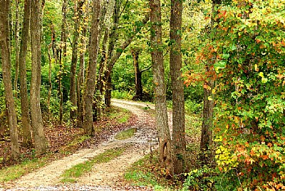 Country Lane