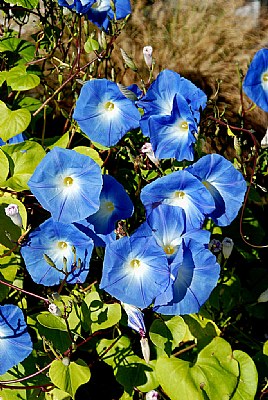 Blue Morning Glories