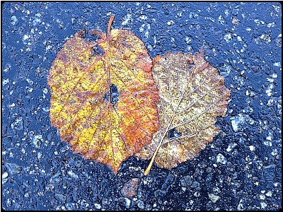 two november leaves