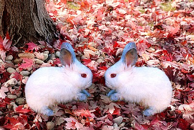 Bunnies on Leaves