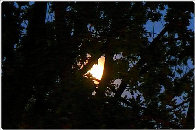 the moon in the tree