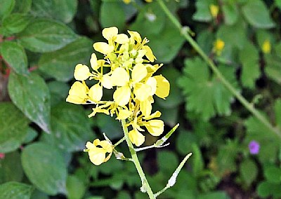 Flowers