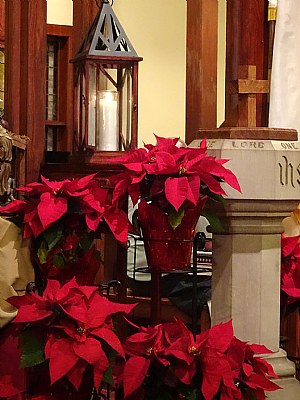 Poinsettias & Peace Light