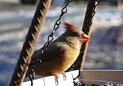 Lady Cardinal