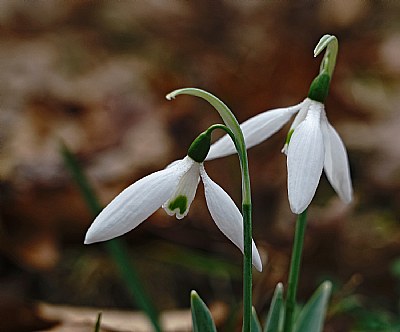 1st snowdrops-no snow,yet