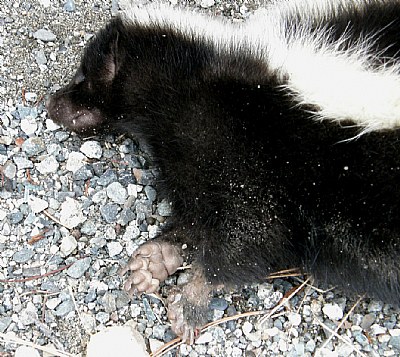 Skunk