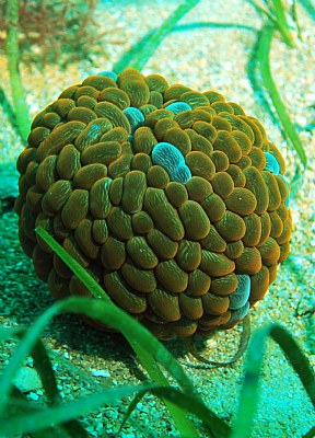 Swimming anemone