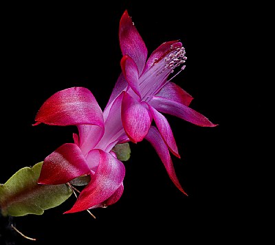 Christmas cactus in February