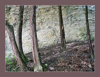 Forest Etching