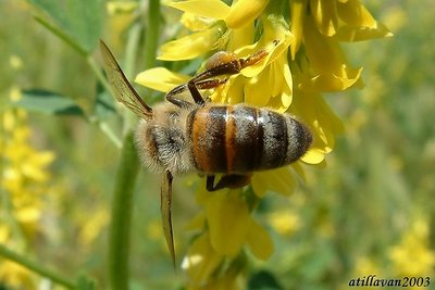 honeybee at work