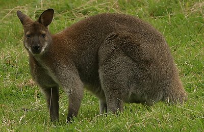 Wallaby