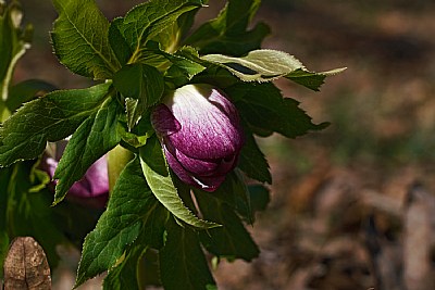 hellebore