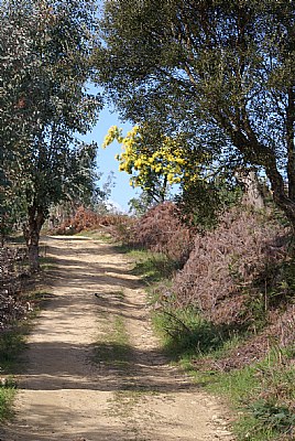 LE TEMPS DE MIMOSA 1