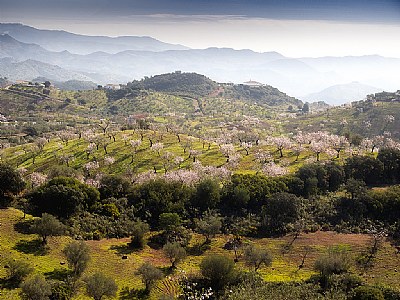  Almond Fields in the mountains of Malaga