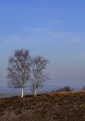 Silver birch