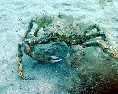 Holy Crab