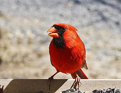 Red coat