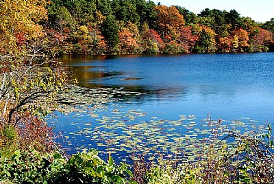 Lake & Lily Pads