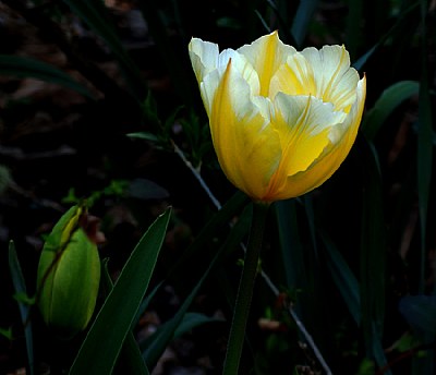 tulip