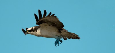 Osprey Flight