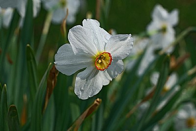 narcissus