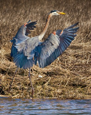 Graet Blue Heron