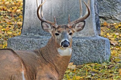 Deer Among The Tombstones