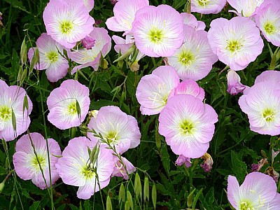 Pink Prairie Primrose