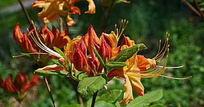 flame azalea