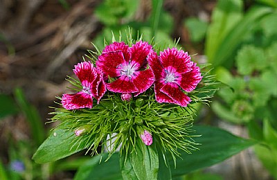 sweet william