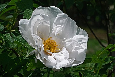 white rose