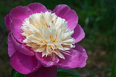 peony and admirer