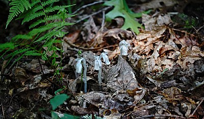 indian pipes