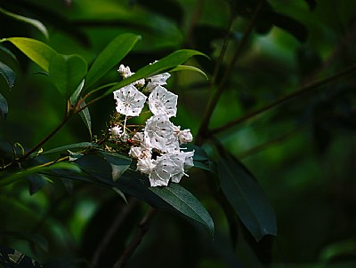 mountain laurel