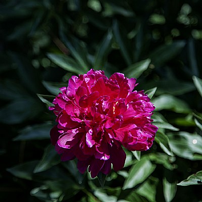 PEONY