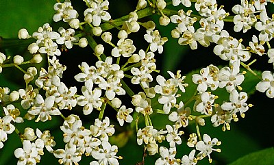 elderberry flowers up close