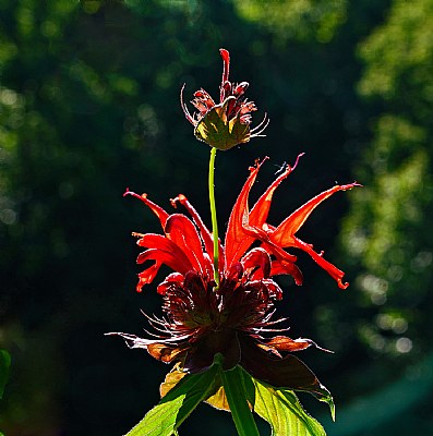 bee balm with hat