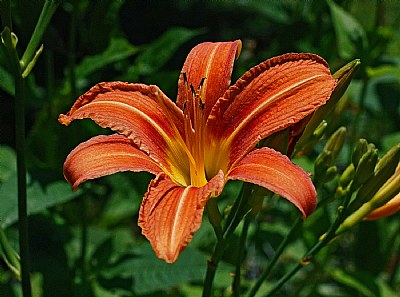 first day lily