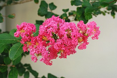 Nice Floral