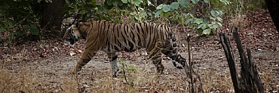 tiger walking by