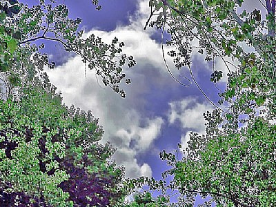 Trees, Clouds, Sky