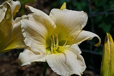 Lily white