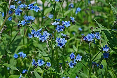 touch of blue- forget me nots 