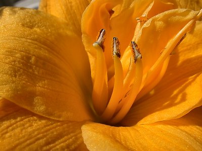 Hemerocallis