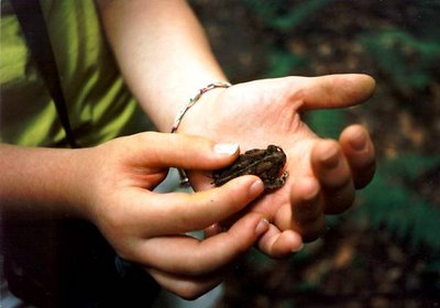 Toad
