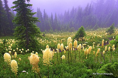 Bear Grass Country