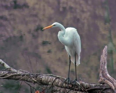 Egret