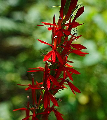 Cardinal flower