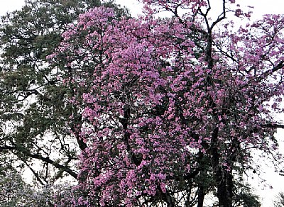 LAPACHO & OTHER TREES