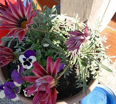 Flowers in the way to Jujuy